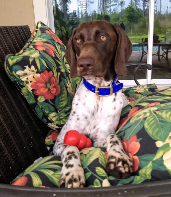/images/uploads/southeast german shorthaired pointer rescue/segspcalendarcontest2019/entries/11436thumb.jpg